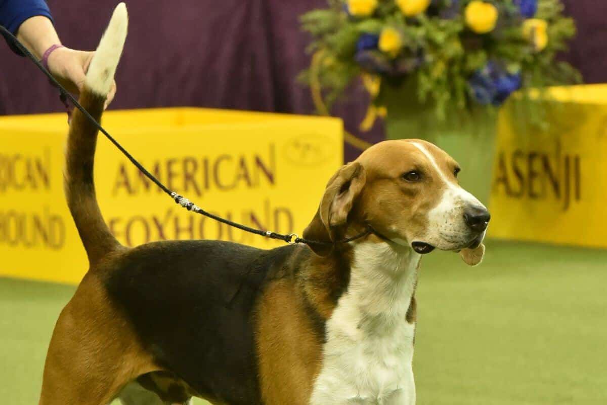 American Foxhound at a Conformation dog show