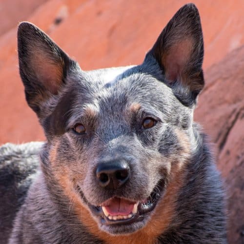 Australian Cattle Dog-head photo