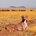 Azawakh dog "Roo," pictured lying down outdoors, desert background.