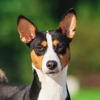 Close-up head photo of a Basenji dog.