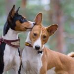 Two Basenjis outdoors together.