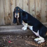 A Basset Hound perched on a log