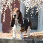 A Basset Hound dog stands in front of a tree.