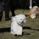 Bichon Frise named Gunner at a Conformation dog show.
