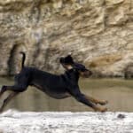 A Black and Tan Coonhound running.