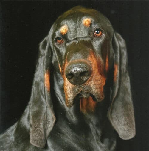 A close-up photo of a Black and Tan Coonhound's head.