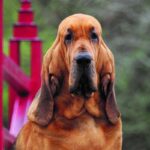 Close-up head photo of a Bloodhound dog