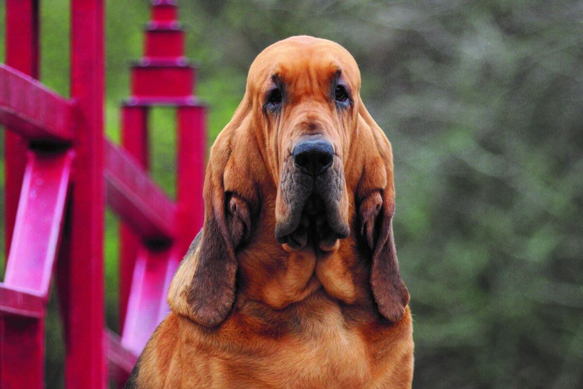 Close-up head photo of a Bloodhound dog