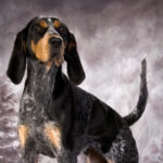 A photo of a Bluetick Coonhound standing straight.