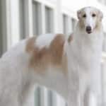 A Borzoi dog stands on a balcony, gazing at the camera.