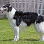 A photo of a Borzoi dog standing sideways.