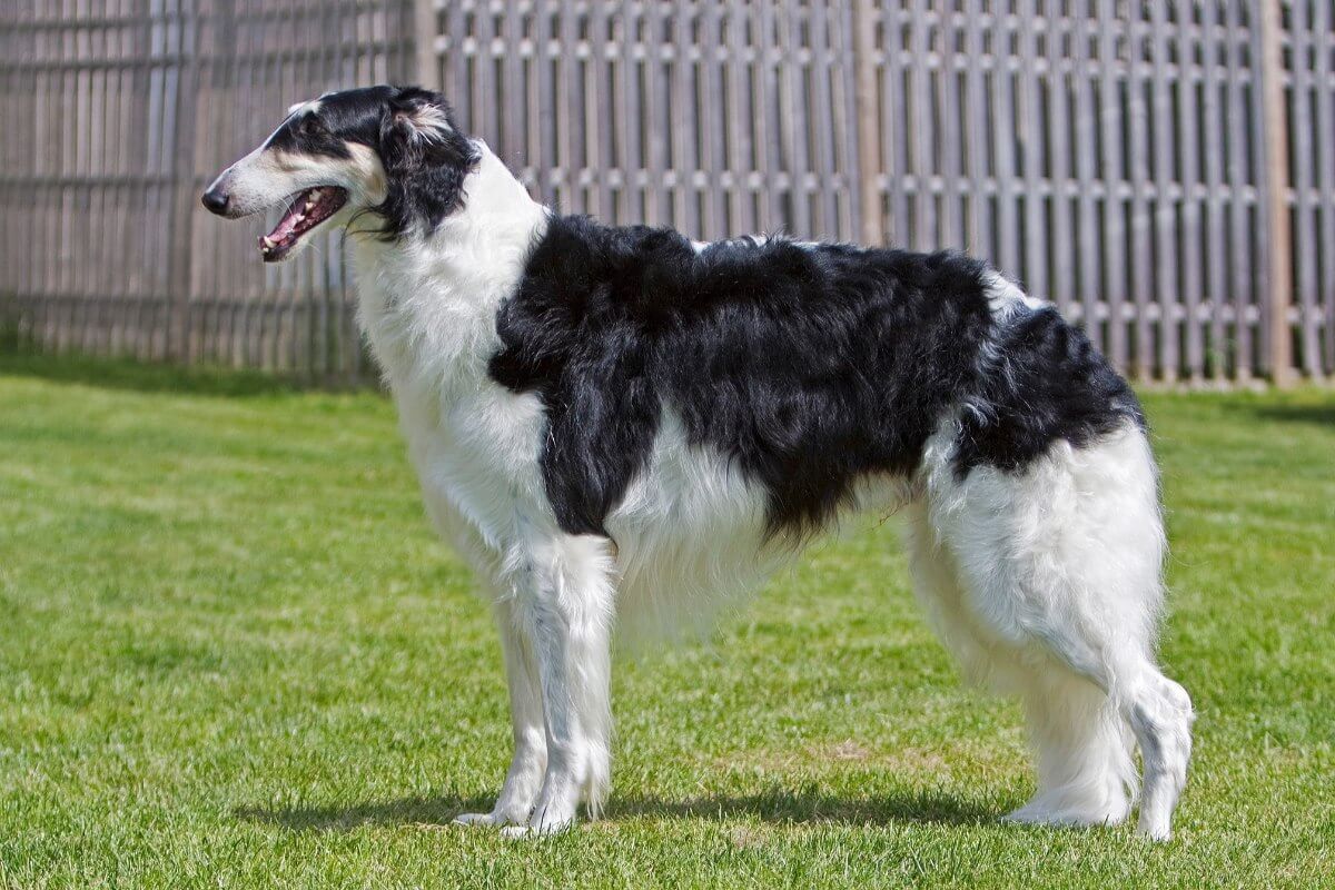 A photo of a Borzoi dog standing sideways.