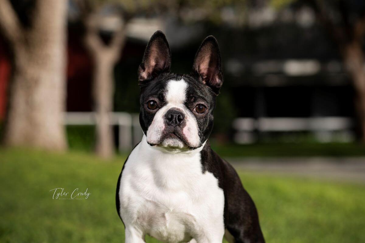 Close-up photo of a Boston Terrier dog.