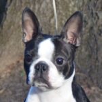Close-up head photo of a Boston Terrier.
