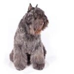 Bouvier des Flandres isolated on a white background. The dog is sitting and looking to the side.