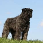 Bouvier des Flandres dog standing outside, on the grass.