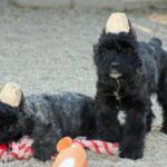 Two Bouvier des Flandres puppies playing outside in the yard.
