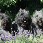 Three Bouvier des Flandres dogs are standing side-by-side outside in the meadows.