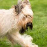 Close-up photo of a Briard in the Conformation show ring.