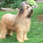 Side photo of a Briard dog, standing outside in the yard.
