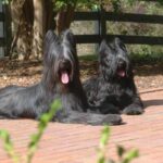Two Briards named "Abbado" and "Siddalee" lying outside in the yard.