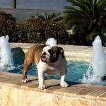 Bulldog standing on a wall with a fountain behind him.