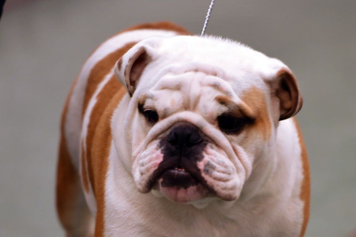 Bulldog "Duncan" at a dog show.