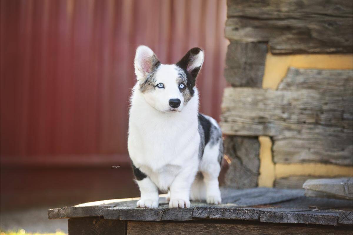 Front photo of a Cardigan Welsh Corgi standing on a wooden bench.