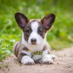 Close-up photo of a Cardigan Welsh Corgi puppy lying on the trail, outside in the nature.