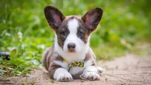 Close-up photo of a Cardigan Welsh Corgi puppy lying on the trail, outside in the nature.