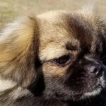 Close-up head photo of a young Tibetan Spaniel.
