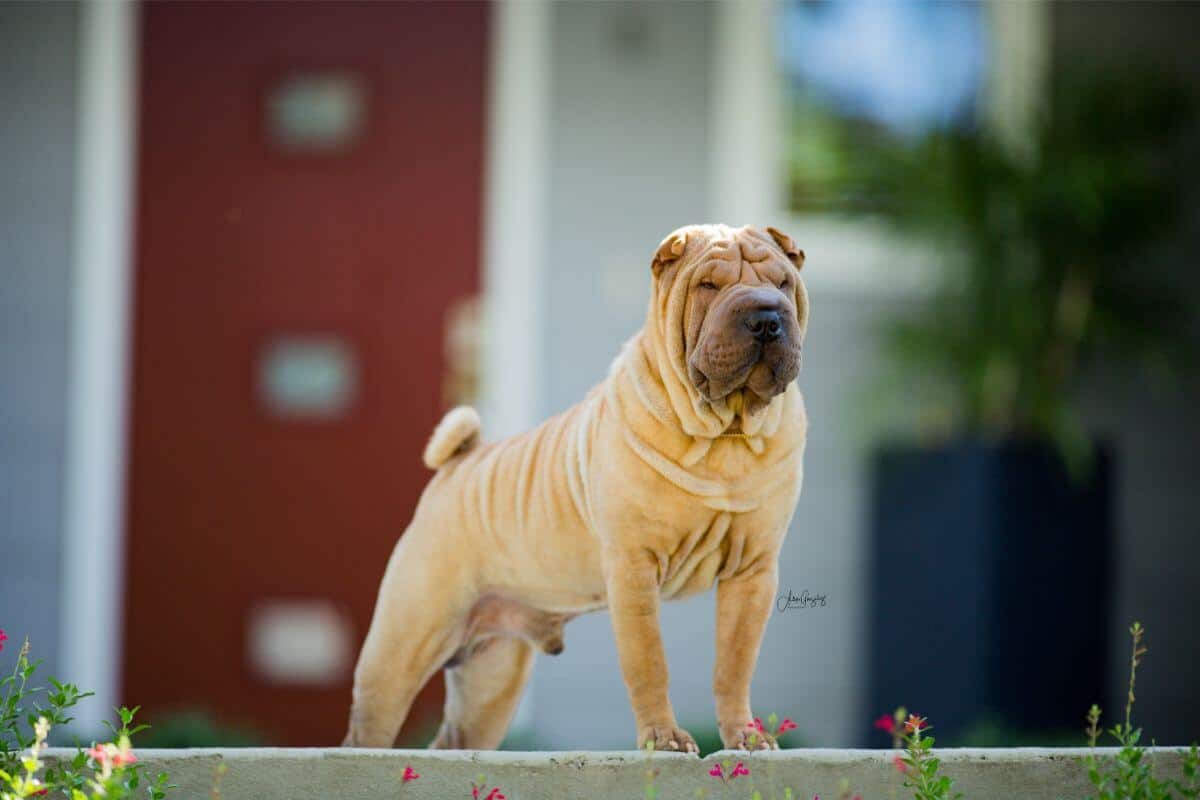 Chinese Shar-Pei standing in front of a house.