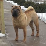 Chinese Shar-Pei standing outside in the yard.