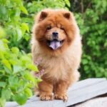 Chow Chow dog standing on a wall outside.
