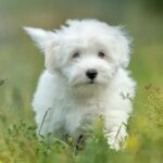 Coton de Tulear puppy standing outside in the grass.