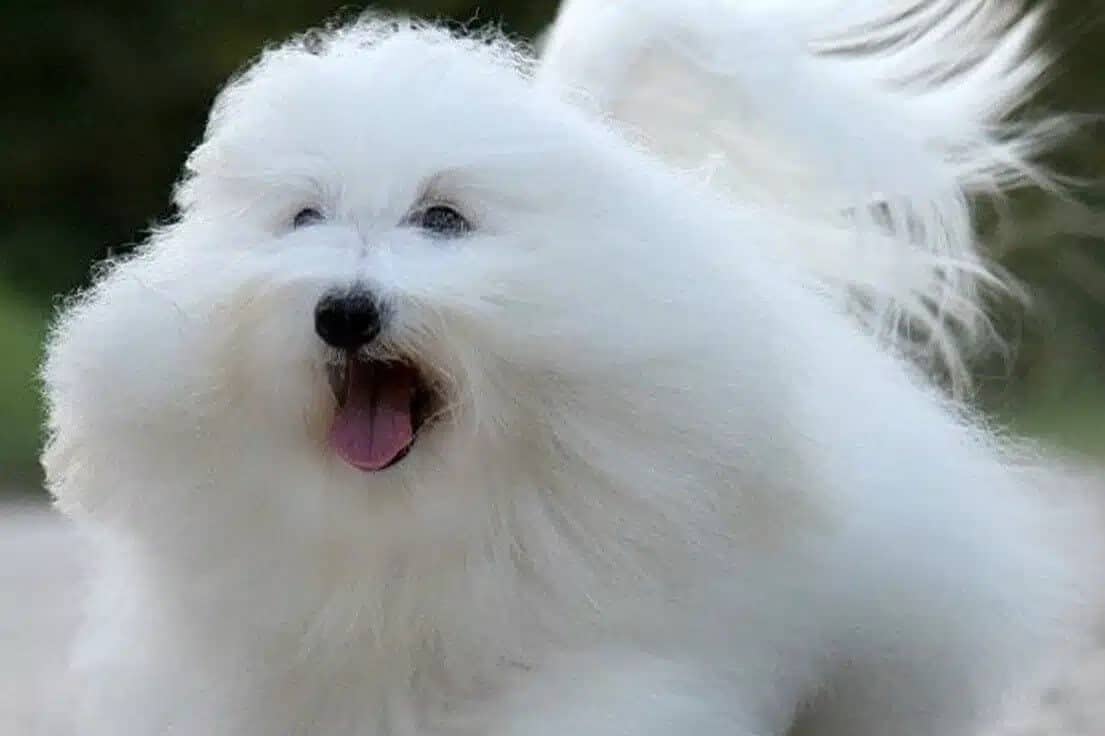 Close up photo of a Coton de Tulear dog.