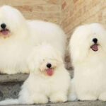 Three Coton de Tulear dogs sitting on a set of stairs.