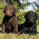 Two Curly Coated Retriever puppies outdoors.