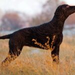 Curly Coated Retriever standing stacked in a field at sunset.