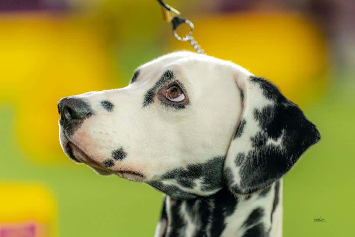 Head photo of a Dalmatian participating at WKC 2022