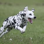 Dalmatian running outside on the grass.