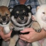 Woman holding 3 Shiba Inu puppies.