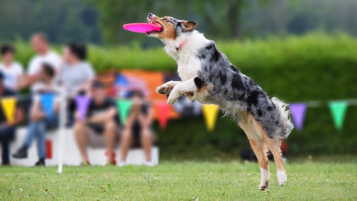 Dog catching a frisbee mid-air during the disc dog competition.