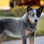 Side photo of an Australian Cattle Dog standing outdoors.