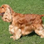 A side photo of an English Cocker Spaniel standing outdoors on the grass.