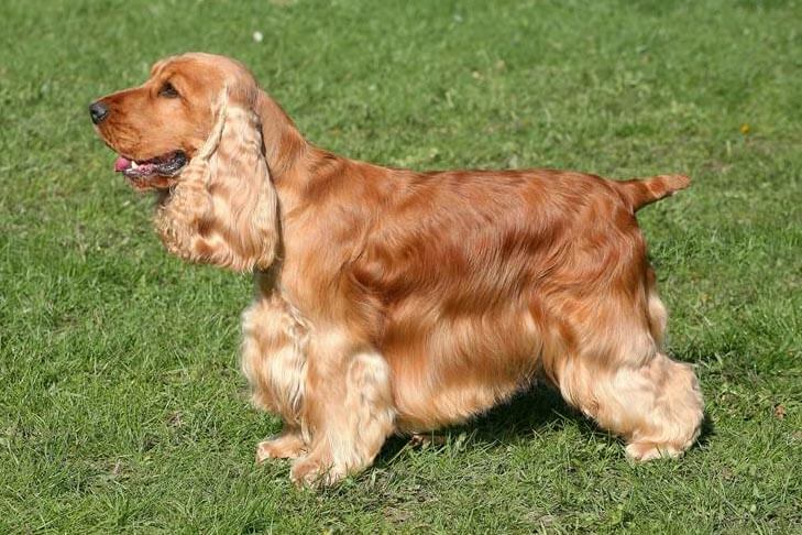 A side photo of an English Cocker Spaniel standing outdoors on the grass.