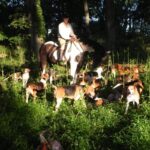 A photo of a man on a horse in the woods with a bunch of English Foxhounds around them.