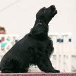 A photo of a Field Spaniel sitting and looking up.