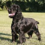A photo of a Field Spaniel standing in grass.