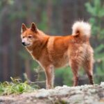 Finnish Spitz standing outside in the nature.
